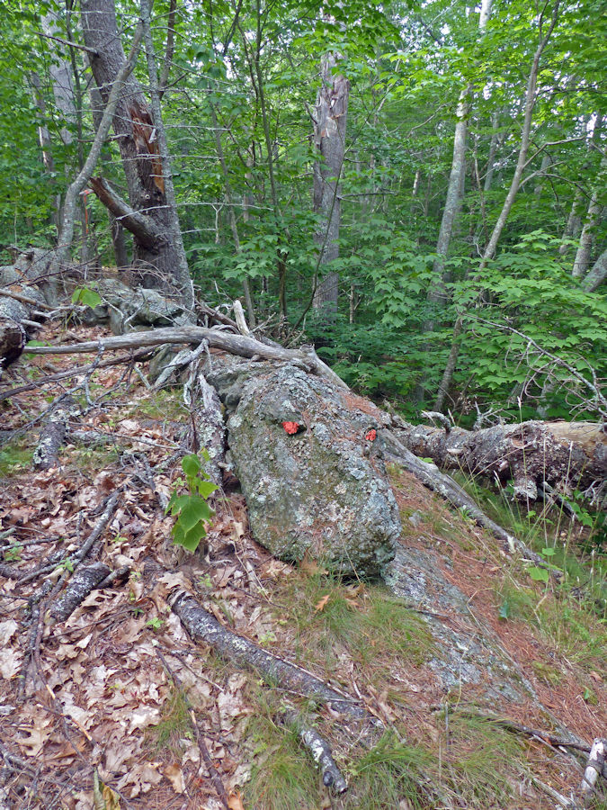 image of what appears to be a dragon's head at the end of an old stone wall at Robinhood Farm, slightley edited by Charlie Ipcar, Graphic © 2022, Ipbar Productions, all rights reserved.